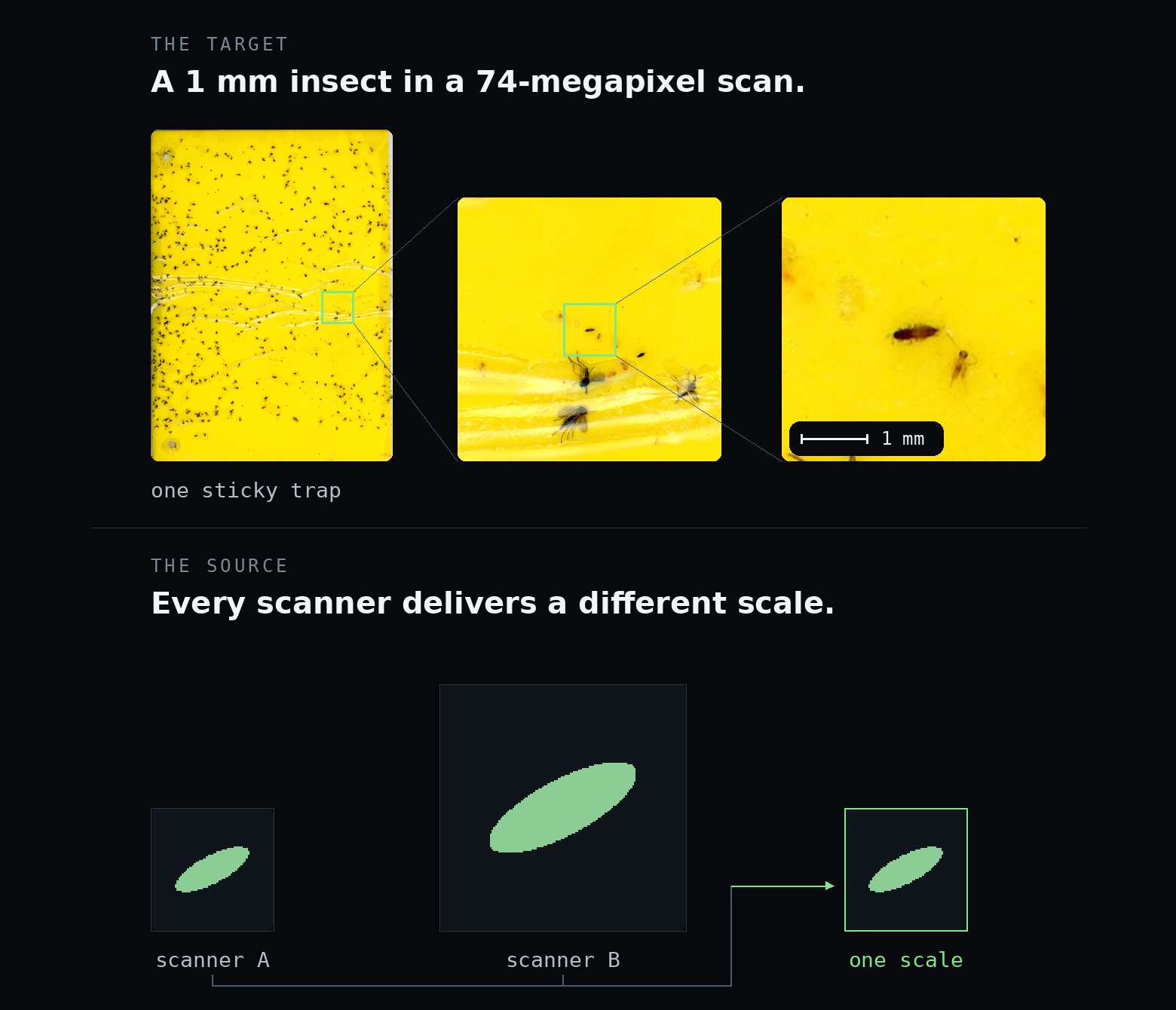 A sticky-trap scan zoomed down to a one-millimetre insect, and a schematic of the same insect as two different scanners deliver it before it is normalised to one scale